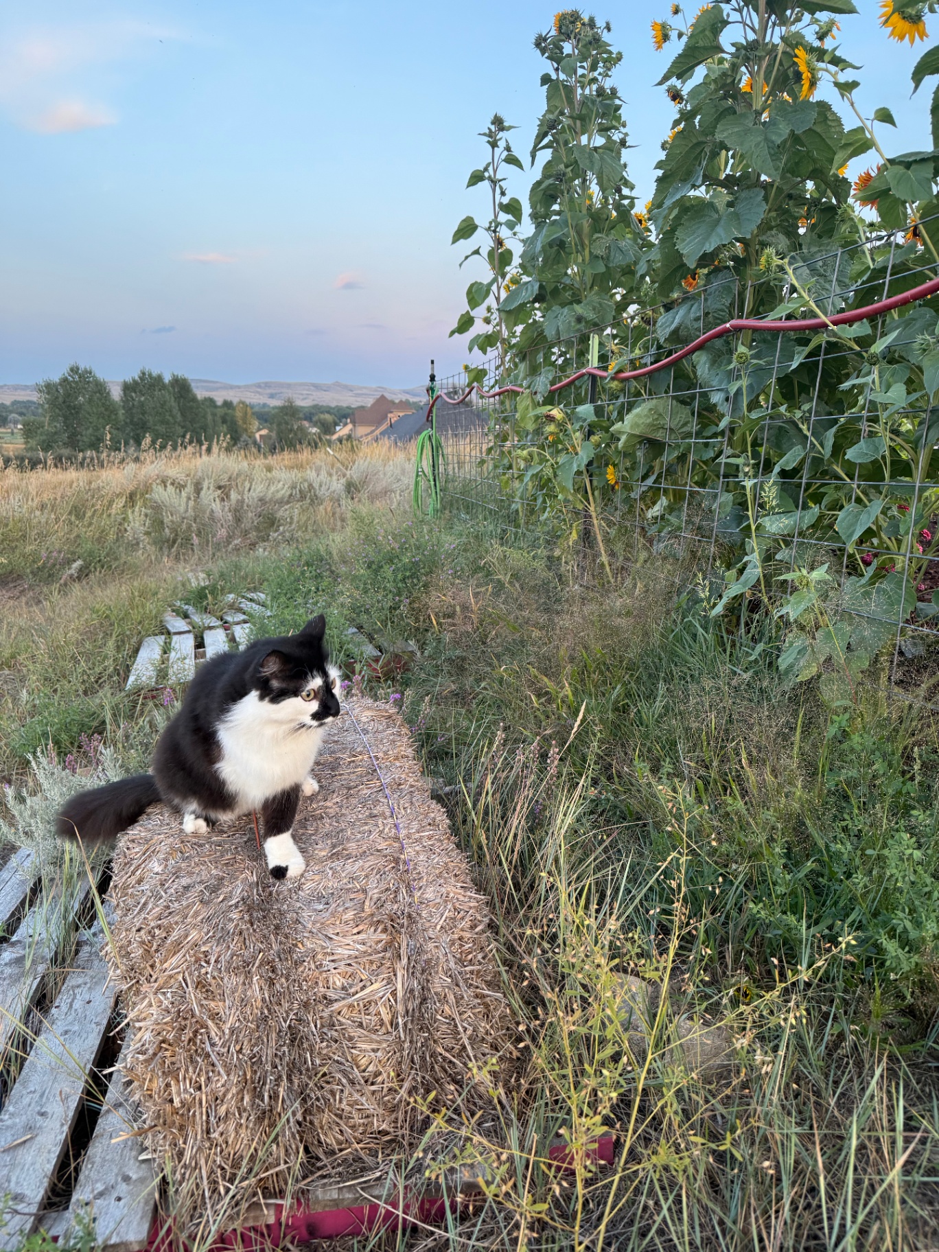 Cat on hay bales with sunflowers — Sheridan Wyoming backyard